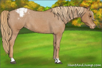 Horse Color:Red Roan Appaloosa 