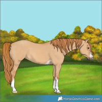 Horse Color:Red Dun 