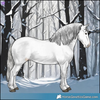 Horse Color:Silver Grullo Appaloosa 