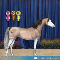 Horse Color:Sable Champagne Splash Rabicano 