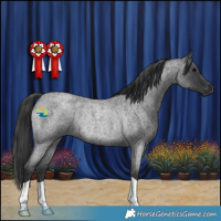 Horse Color:Blue Roan Rabicano 