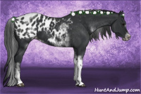 Horse Color:White Spotted Black Splash Tobiano Frame Appaloosa 