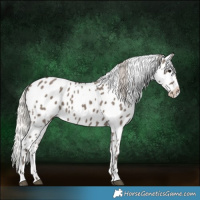 Horse Color:Silver Grullo Appaloosa 