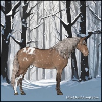 Horse Color:Silver Brown Dun Appaloosa