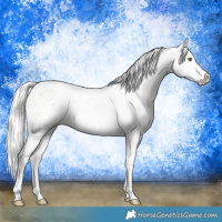 Horse Color:Silver Classic Champagne Dun Appaloosa 