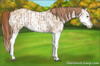 Horse Color:Red Dun Splash  and Gold Champagne Dun Splash 