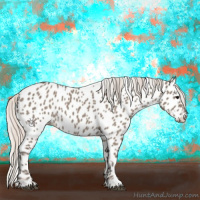 Horse Color:Silver Grullo Appaloosa 