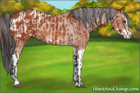 Horse Color:Bay Sabino Rabicano  and Bay Sabino Appaloosa Rabicano 
