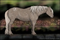 Horse Color:Silver Grullo Appaloosa 