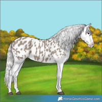 Horse Color:Silver Grullo Appaloosa 