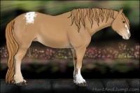Horse Color:Chestnut Appaloosa 