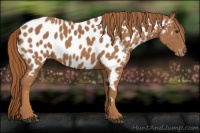Horse Color:Chestnut Appaloosa