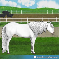 Horse Color:Platinum Silver Grullo Ice Appaloosa