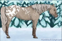 Horse Color:Silver Grullo Appaloosa 