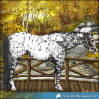 Horse Color:Black Frame Appaloosa 