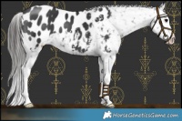 Horse Color:Black Splash Appaloosa 