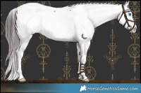 Horse Color:Black Splash Appaloosa 