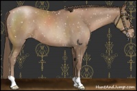 Horse Color:Black Pearl Appaloosa 