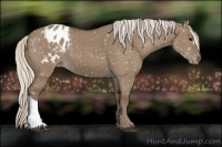 Horse Color:Silver Grullo Appaloosa 