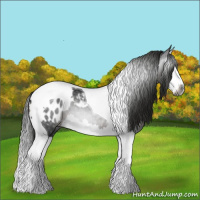 Horse Color:Gray Black Splash Tobiano Appaloosa 