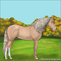 Horse Color:Gold Champagne 