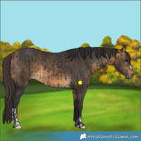 Horse Color:Smoky Black  and Buckskin 