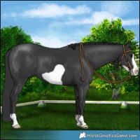 Horse Color:Black Frame