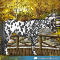 Horse Color:Black Near Leopard 