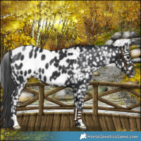 Horse Color:Black Near Leopard 