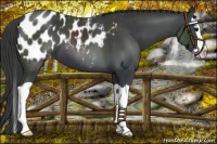 Horse Color:Black Splash Near Leopard 