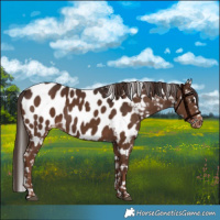 Horse Color:Liver Chestnut Appaloosa