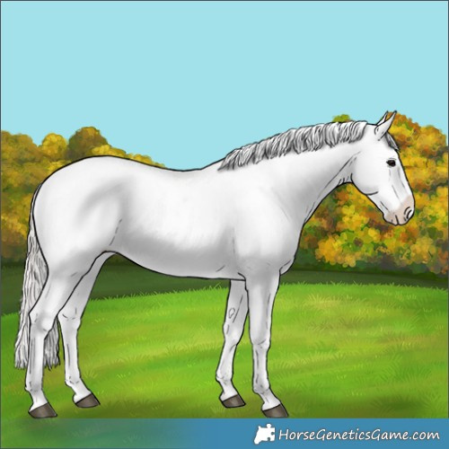Horse Color:Silver Grullo Appaloosa 