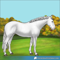 Horse Color:Silver Grullo Leopard 