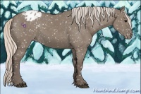 Horse Color:Silver Grullo Appaloosa 