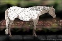 Horse Color:Silver Grullo Roan Appaloosa 