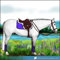 Horse Color:Gray Silver Blue Roan Rabicano 