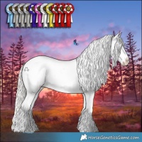 Horse Color:White Spotted Silver Grullo Appaloosa 