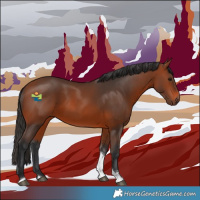 Horse Color:Bay Tobiano 