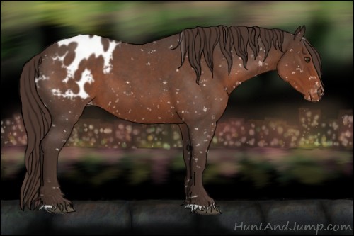 Horse Color:Liver Red Roan Appaloosa 