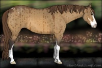 Horse Color:Buckskin Dun Sabino Varnish Brindle 