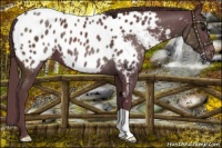 Horse Color:Chocolate Black Appaloosa 