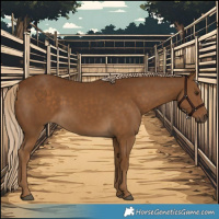 Horse Color:Chocolate Palomino 