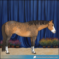 Horse Color:Buckskin Sabino Splash Rabicano 