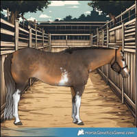 Horse Color:White Spotted Buckskin Rabicano 