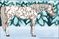 Horse Color:Silver Grullo Appaloosa 
