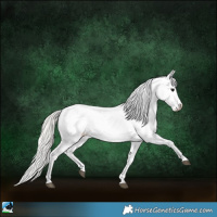 Horse Color:Silver Grullo Appaloosa