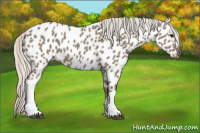 Horse Color:Silver Grullo Appaloosa 