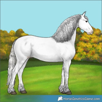 Horse Color:Silver Grullo Roan Appaloosa 