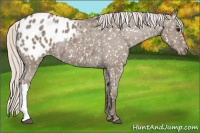 Horse Color:Silver Grullo Appaloosa 
