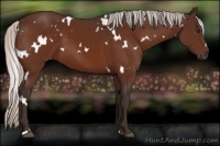 Horse Color:White Spotted Silver Brown